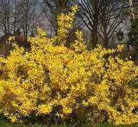 Forsythia x intermedia 'Lynwood'