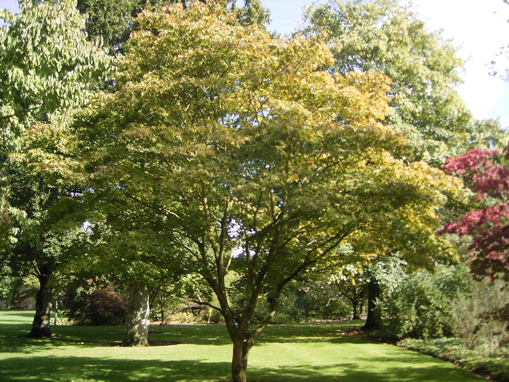 Japanese Maple, Acer Palmatum, Monrovia Plant | lupon.gov.ph