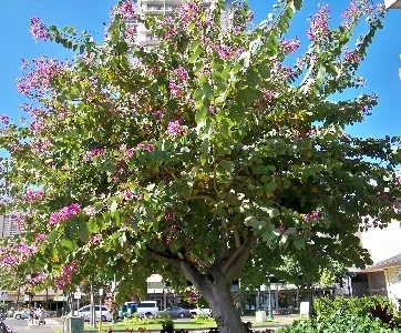 Bauhinia x blakeana