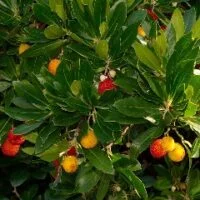 Arbutus unedo