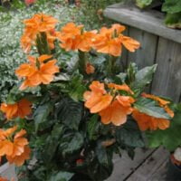 Crossandra undulaefolia