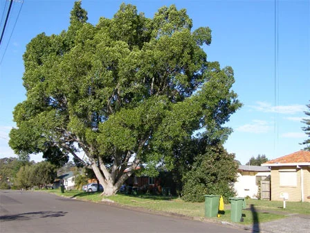Ficus rubiginosa