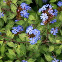 Ceratostigma willmottianum