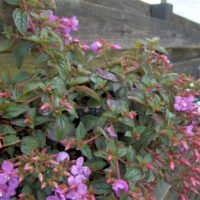 Centradenia grandiflora