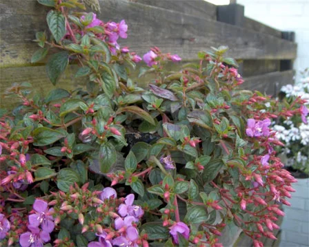 Centradenia grandiflora