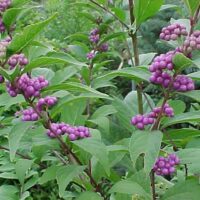 Callicarpa dichotoma