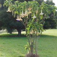 Brugmansia x candida