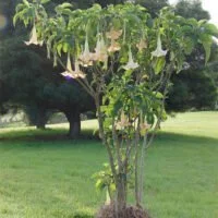 Brugmansia x candida