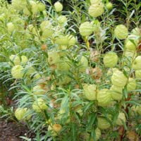 Asclepias physocarpa