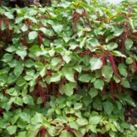 Acalypha hispida