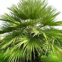 Chamaerops humilis
