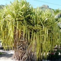 Pandanus baptistii