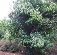 Duvernoia adhatodoides