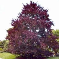 Fagus sylvatica 'Purpurea'