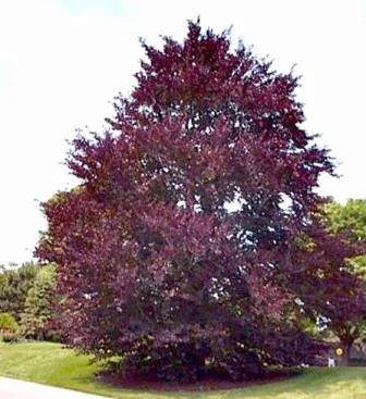 Fagus sylvatica 'Purpurea'