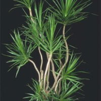 Dracaena marginata