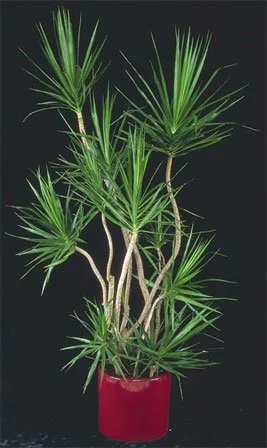 Dracaena marginata