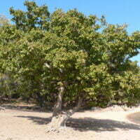 Ficus ingens