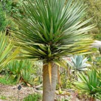 Dracaena draco
