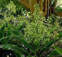 Dracaena aletriformis (D. hookeriana)