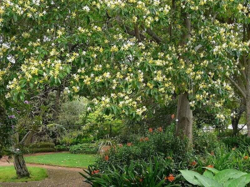 Hymenosporum flavum