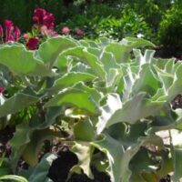 Kalanchoe beharensis