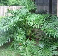 Philodendron bipinnatifidum