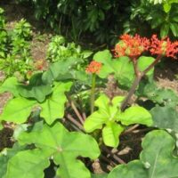 Jatropha podagrica