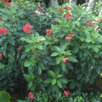 Jatropha integerrima (J. hastata)