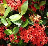 Ixora coccinea