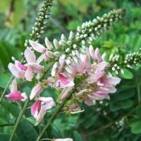 Indigofera jucunda