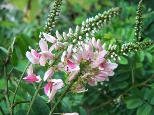 Indigofera jucunda