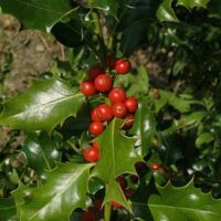 Ilex aquifolium