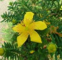 Hypericum revolutum