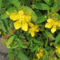 Hypericum monogynum (H. chinense)