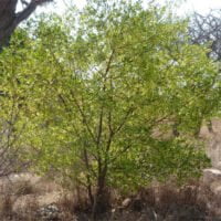 Dodonaea viscosa var. angustifolia