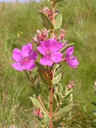 Dissotis canescens