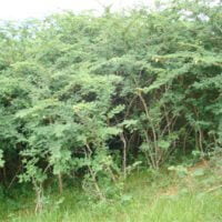 Dichrostachys cinerea