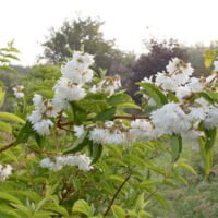 Deutzia scabra 'Flora Plena'