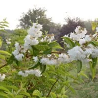 Deutzia scabra 'Flora Plena'