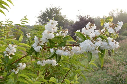 Deutzia scabra 'Flora Plena'