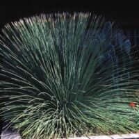 Dasylirion longissimum