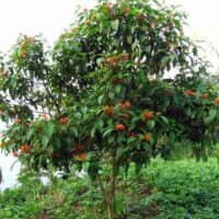 Hamelia patens (chrysantha)