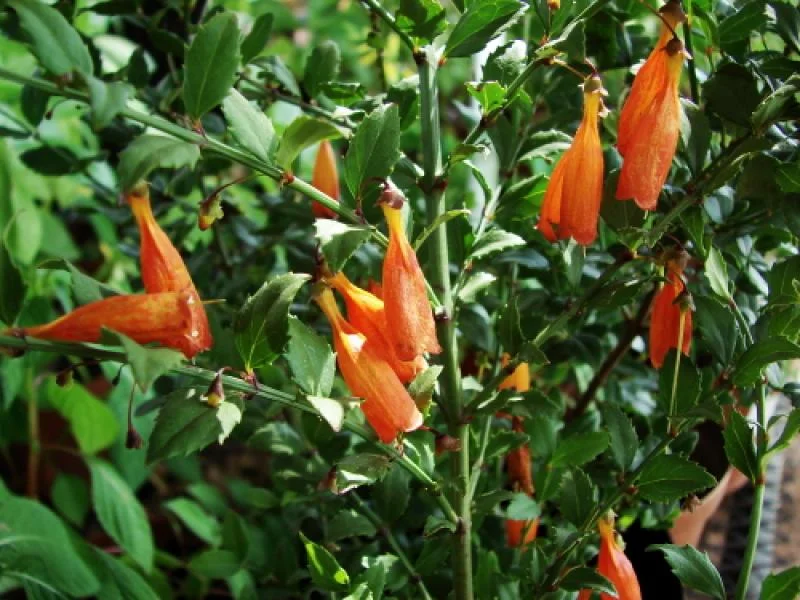 Halleria elliptica