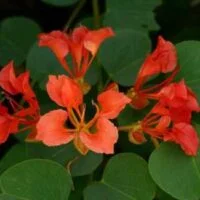 Bauhinia galpinii