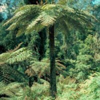 Cyathea australis