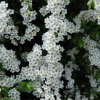 Spiraea thunbergii