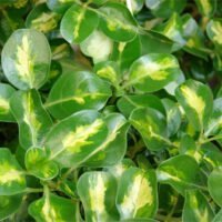 Coprosma repens