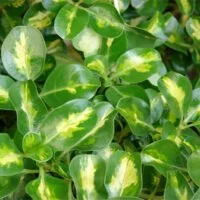Coprosma repens