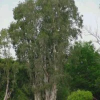 Melaleuca quinquenervia